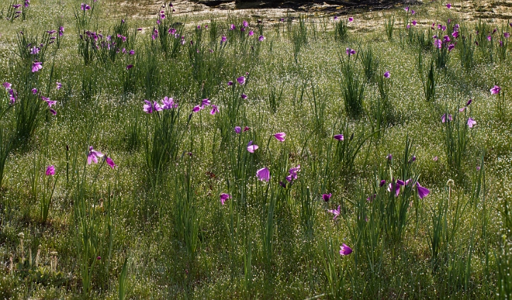 Olysnium douglasii 17-2878-80.jpg